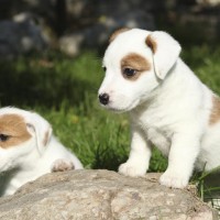Parson Russell Terrier mini puppy